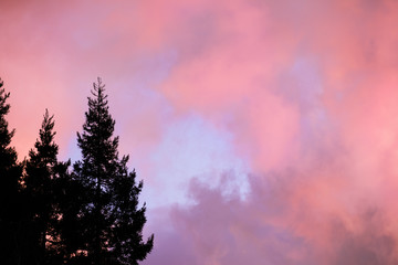 Redwood trees (Sequoia Sempervirens) silhouettes against a red sunset sky background; California