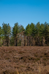 nature/forrest in Arnhem Netherlands