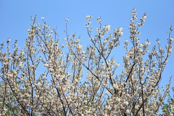 Cherry blossoms in full bloom / Japanese spring scenery