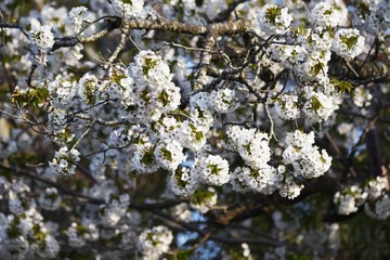 Cherry blossoms in full bloom / Japanese spring scenery