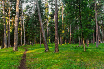 beautiful pine forest in the early morning