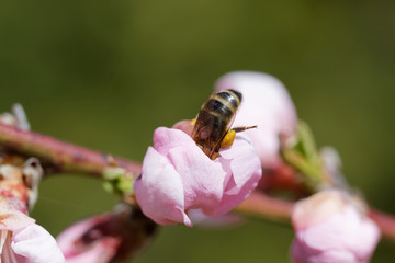The western honey bee or European honey bee (Apis mellifera) on peach flower
