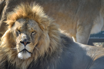Gros plan d'une lion et lionne pendant leurs ébats  avec un beau regard calme sur un gros tronc d'arbre
