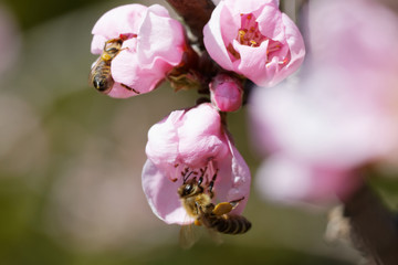 Obraz premium The western honey bee or European honey bee (Apis mellifera) on peach flower