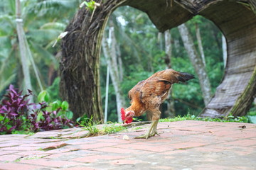 A skinny chicken walks in the yard and nibbles grass