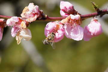 Obraz premium The western honey bee or European honey bee (Apis mellifera) on peach flower