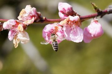Obraz premium The western honey bee or European honey bee (Apis mellifera) on peach flower