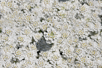 Blanket of White Flowers