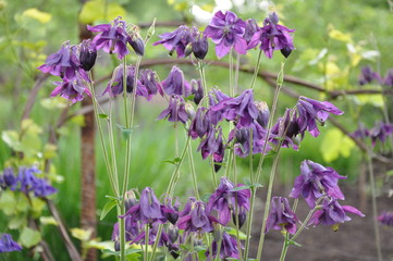 Spring lilac blue bell flower on a green grass background