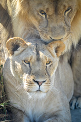 Gros plan d'une lion et lionne pendant leurs ébats  avec un beau regard calme sur un gros tronc d'arbre