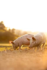 Fotobehang Pigs eating on a meadow in an organic meat farm - wide angle lens shot © lightpoet