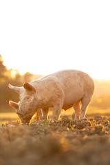 Pigs eating on a meadow in an organic meat farm - wide angle lens shot