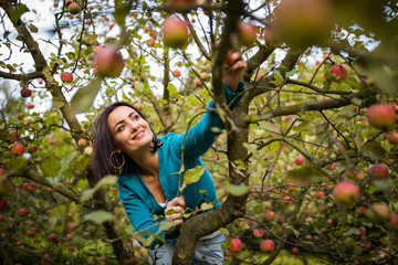 Cute young woman picking apples in an orchard having fun harvesting the ripe fruits of her family's labour(color toned image)