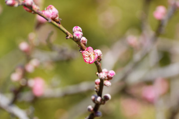 The western honey bee or European honey bee (Apis mellifera) on peach flower