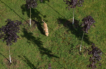 Ginger dog on a green lawn and hard sunlight in the morning. The concept of pet and search