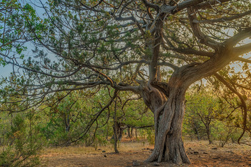 old tree in the park