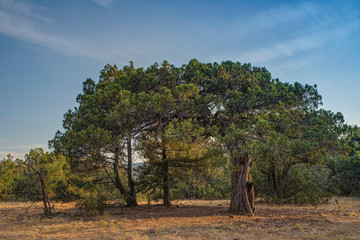 Fototapeta premium tree in the field