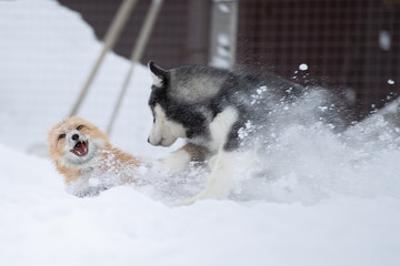 A Fox and a dog play together in the snow