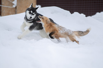 A Fox and a dog play together in the snow
