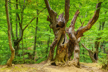 old tree trunk