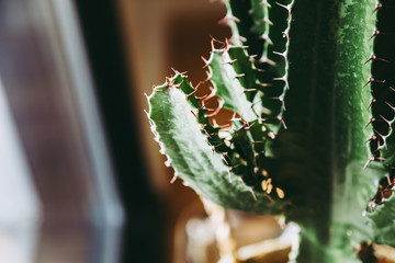 Gros plan sur les épines d'un cactus plante d'intérieur