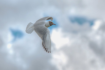seagull in flight