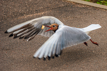seagull in flight