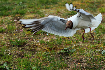 seagull in flight