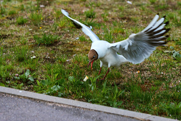 seagull in flight
