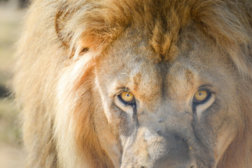 Gros plan d'une lion avec une belle crinière en été avec un beau regard calme