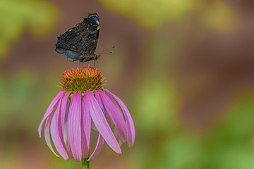 butterfly on flower