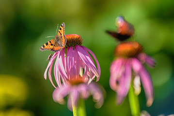 butterfly on flower