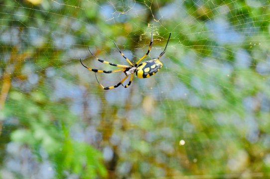 aranhas