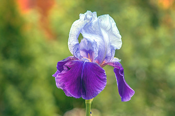 purple iris flower
