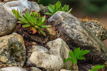 flower on a stone