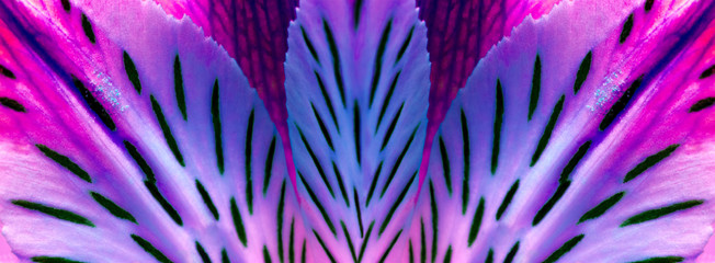 Panoramic view of the aquarium neon flower ultraviolet pink like a coral reef