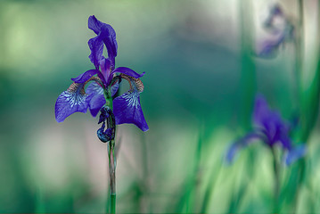 purple iris flower