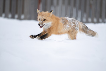 A Fox and a dog play together in the snow