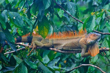 Colorful iguana found in the rainforest in Costa Rica