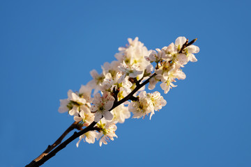 Cherry blossoms against a blue sky. Spring background.