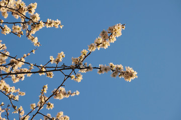 Cherry blossoms against a blue sky. Spring background.