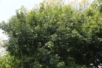 Quercus myrsinifolia (Bamboo-leafed oak) / Fagaceae evergreen tall tree.
