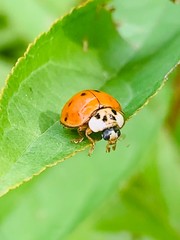 ladybug on leaf