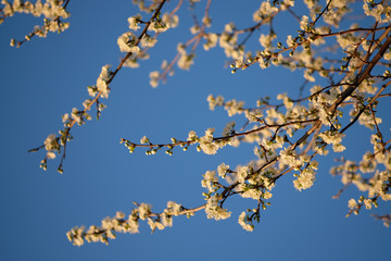 Cherry blossoms against a blue sky. Spring background.