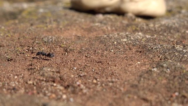 Black ants (Formicidae - Lasius niger) meeting and walking on the rocky path with a blurred background