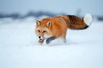 Red Fox hunts in the snow in winter