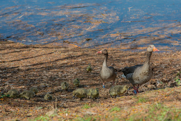 Graugans Familie mit vielen Küken am See