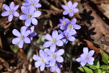 Violet Hepatica nobilis, first spring flowers in the blurred background of nature. Common Hepatica or Anemone hepatica, blue blossoms, close up.
