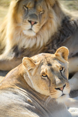 Lion et lionne se reposant sous un grand soleil d'été