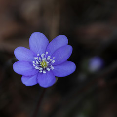 Violet Hepatica nobilis, first spring flowers in the blurred background of nature. Common Hepatica or Anemone hepatica, blue blossoms, close up.